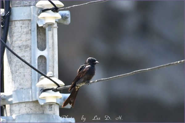 검은바람까마귀
